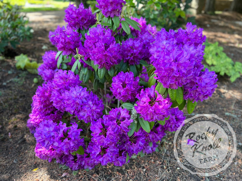 Purple Passion plant from Rocky Knoll Farm