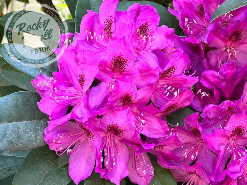 Anah Kruschke plant from Rocky Knoll Farm