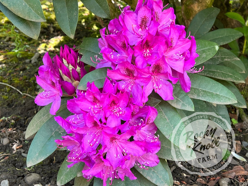 Anah Kruschke plant from Rocky Knoll Farm