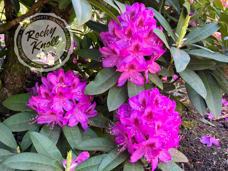 Anah Kruschke plant from Rocky Knoll Farm