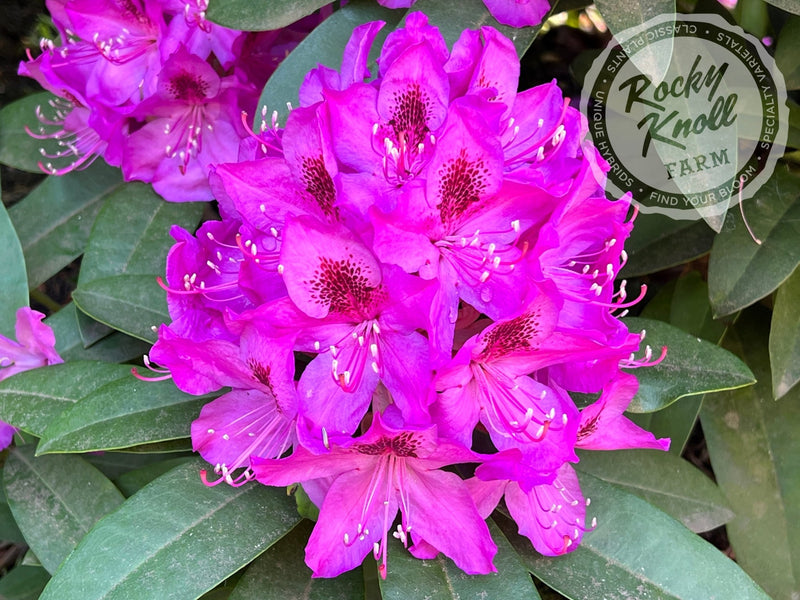 Anah Kruschke plant from Rocky Knoll Farm