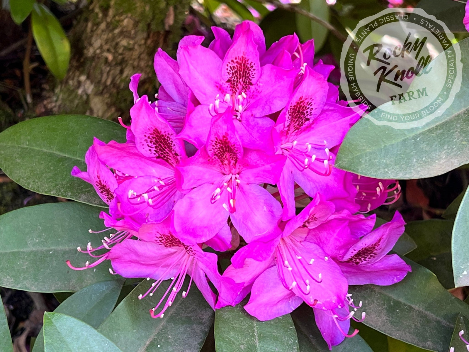 Anah Kruschke - Rocky Knoll Farm