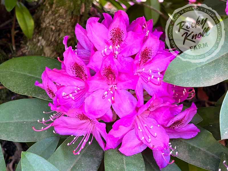 Anah Kruschke plant from Rocky Knoll Farm