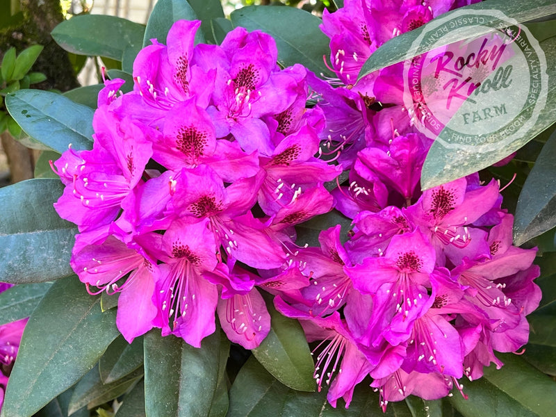 Anah Kruschke plant from Rocky Knoll Farm