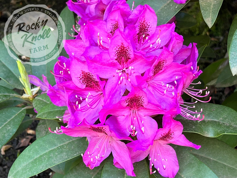 Anah Kruschke plant from Rocky Knoll Farm