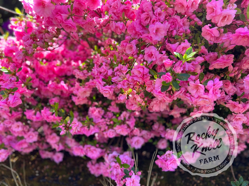 Rosebud azalea plant from Rocky Knoll Farm