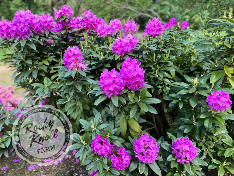 Anah Kruschke plant from Rocky Knoll Farm