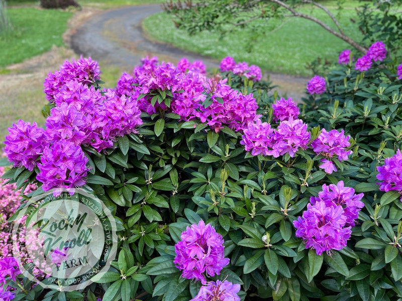 Anah Kruschke plant from Rocky Knoll Farm