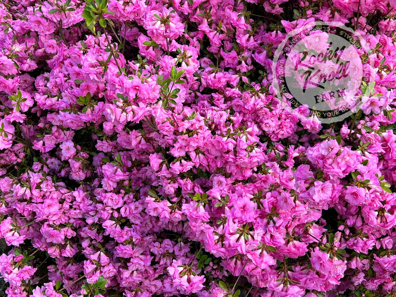 Rosebud azalea plant from Rocky Knoll Farm