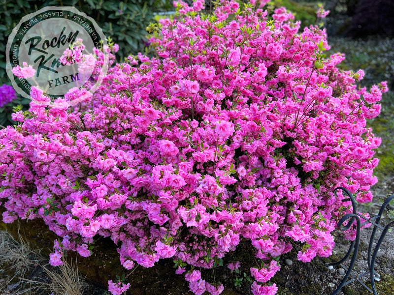 Rosebud azalea plant from Rocky Knoll Farm