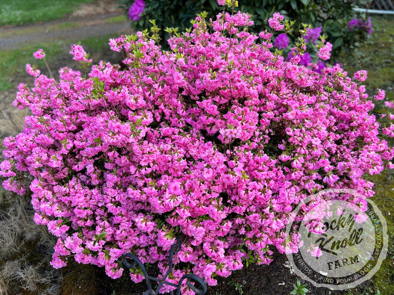 Rosebud azalea plant from Rocky Knoll Farm