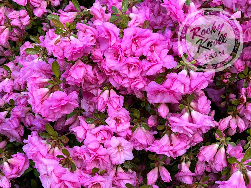 Rosebud azalea plant from Rocky Knoll Farm