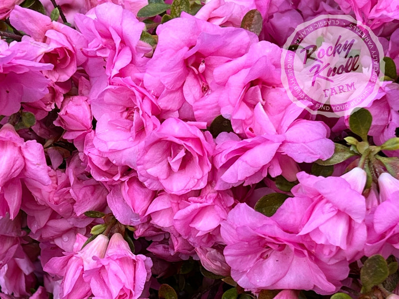 Rosebud azalea plant from Rocky Knoll Farm