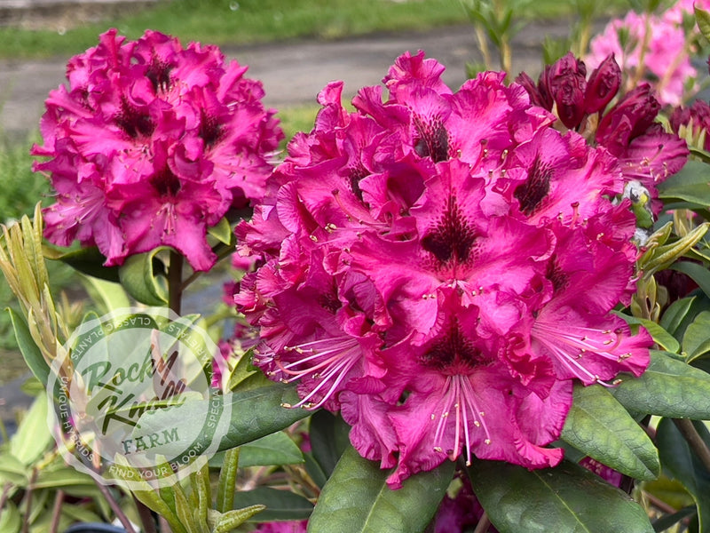 Sefton plant from Rocky Knoll Farm