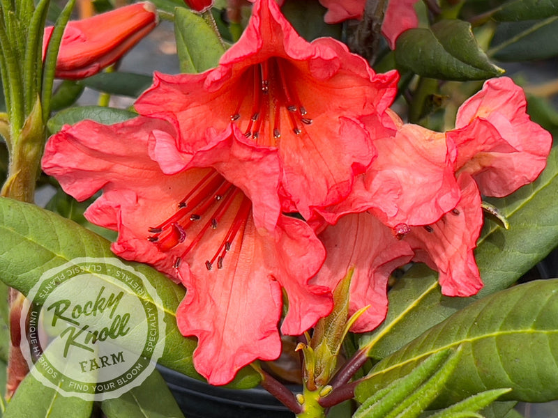Tortoiseshell Wonder plant from Rocky Knoll Farm