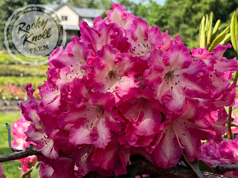 Consolini's Windmill plant from Rocky Knoll Farm