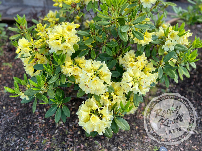 Hotei plant from Rocky Knoll Farm