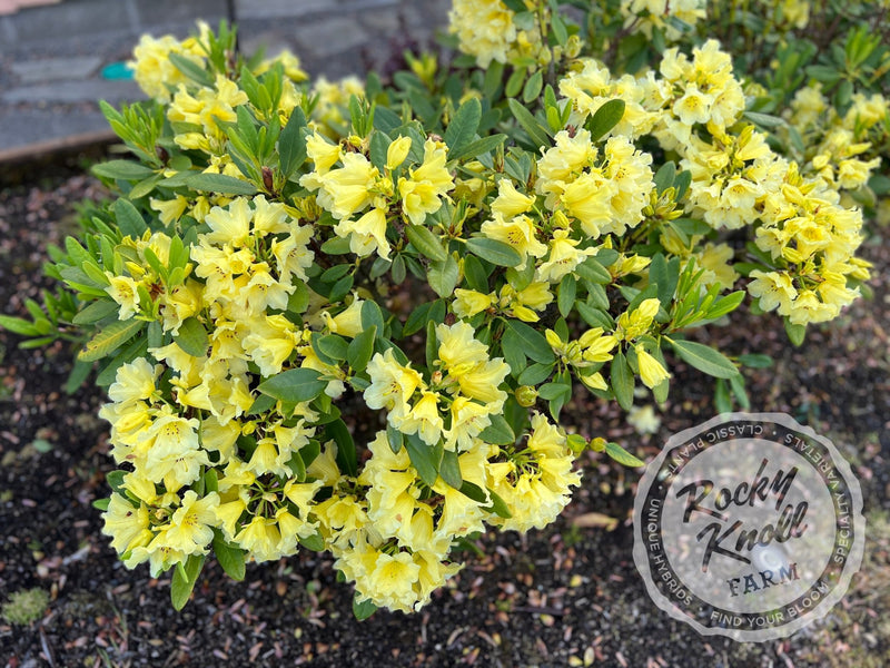 Hotei plant from Rocky Knoll Farm