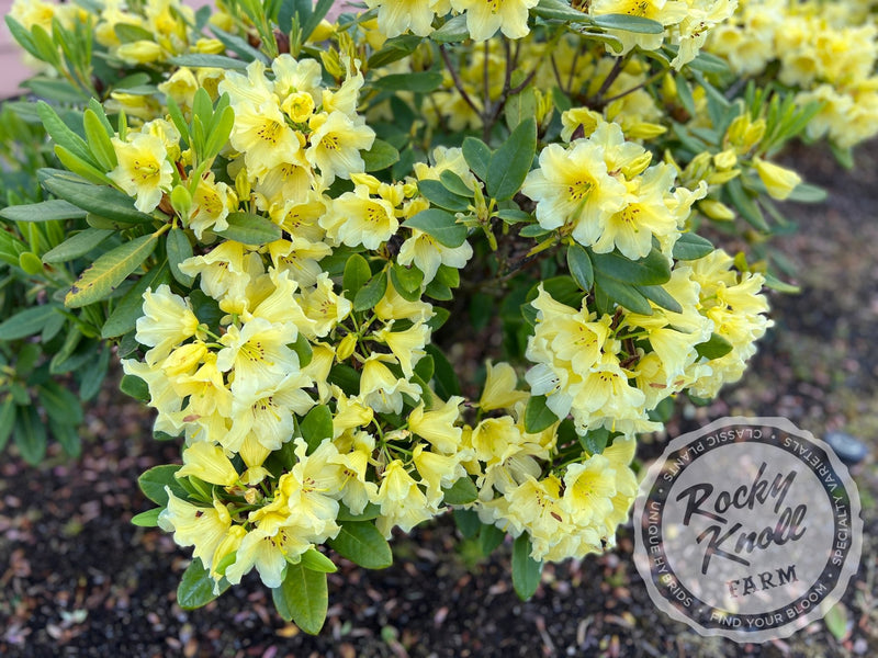 Hotei plant from Rocky Knoll Farm