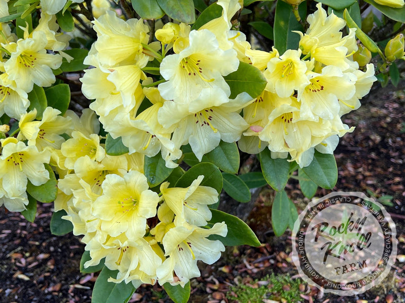 Hotei plant from Rocky Knoll Farm