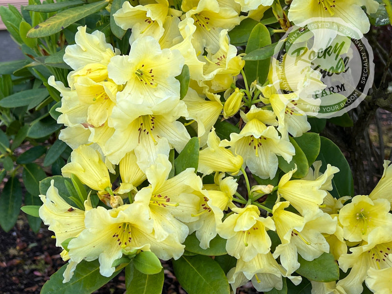 Hotei plant from Rocky Knoll Farm