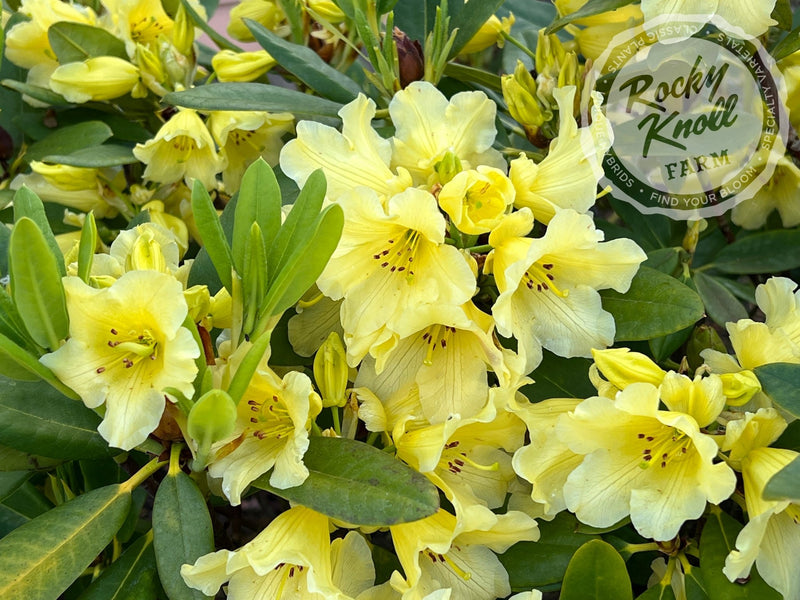 Hotei plant from Rocky Knoll Farm