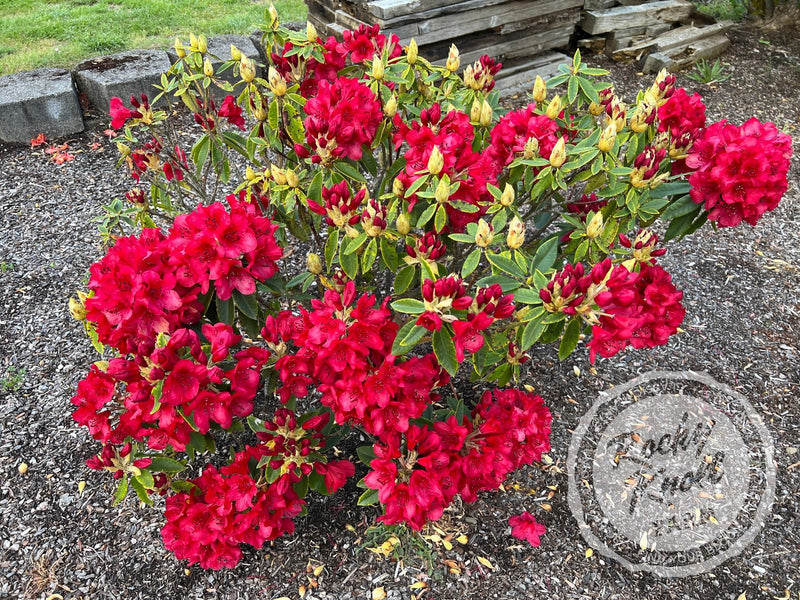 Martin 241 plant from Rocky Knoll Farm