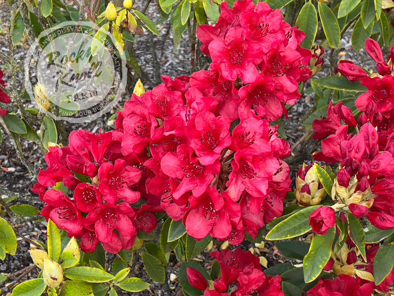 Martin 241 plant from Rocky Knoll Farm