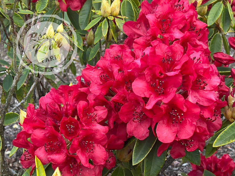 Martin 241 plant from Rocky Knoll Farm