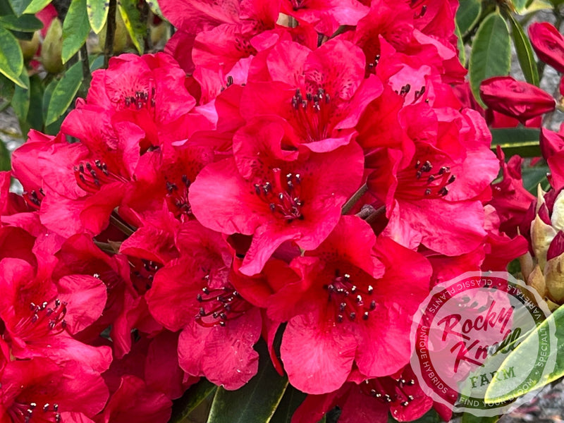 Martin 241 plant from Rocky Knoll Farm