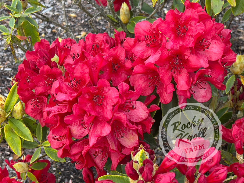 Martin 241 plant from Rocky Knoll Farm