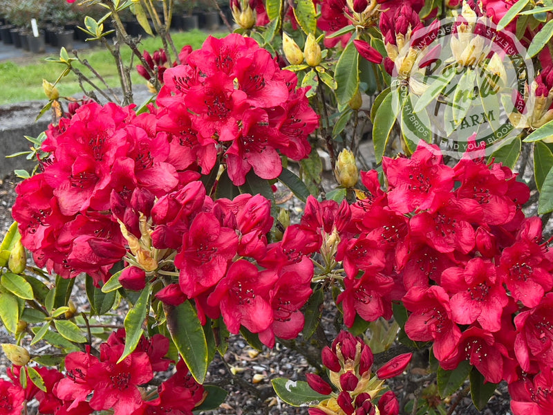 Martin 241 plant from Rocky Knoll Farm
