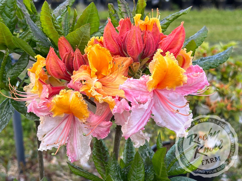 Washington State Centennial plant from Rocky Knoll Farm