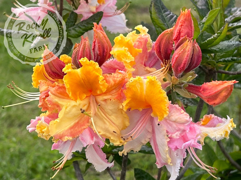 Washington State Centennial plant from Rocky Knoll Farm