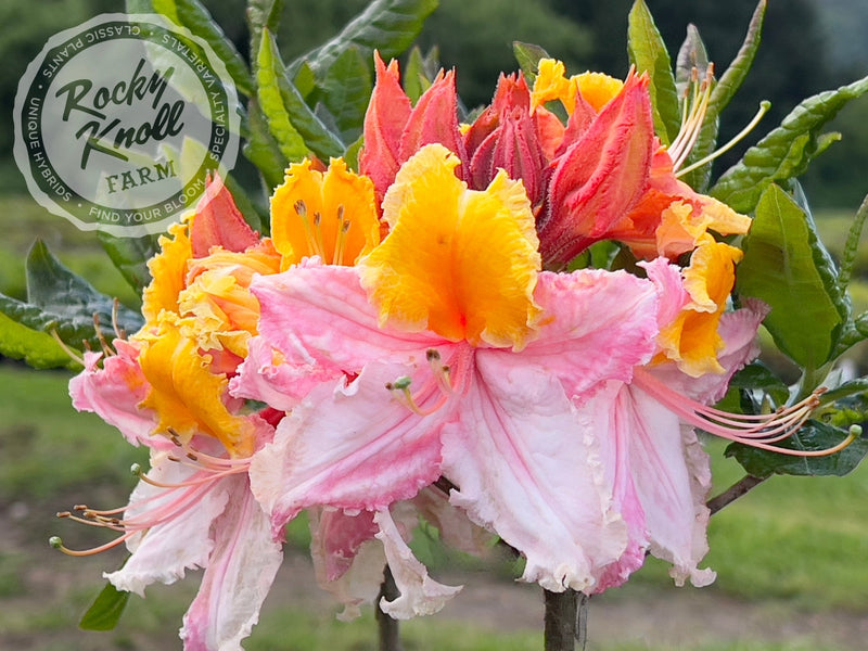 Washington State Centennial plant from Rocky Knoll Farm