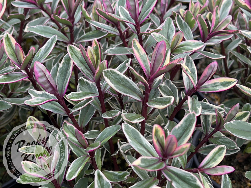 Hebe speciosa 'Tricolor' plant from Rocky Knoll Farm
