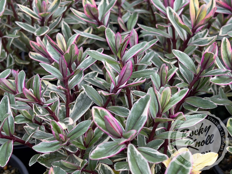 Hebe speciosa 'Tricolor' plant from Rocky Knoll Farm