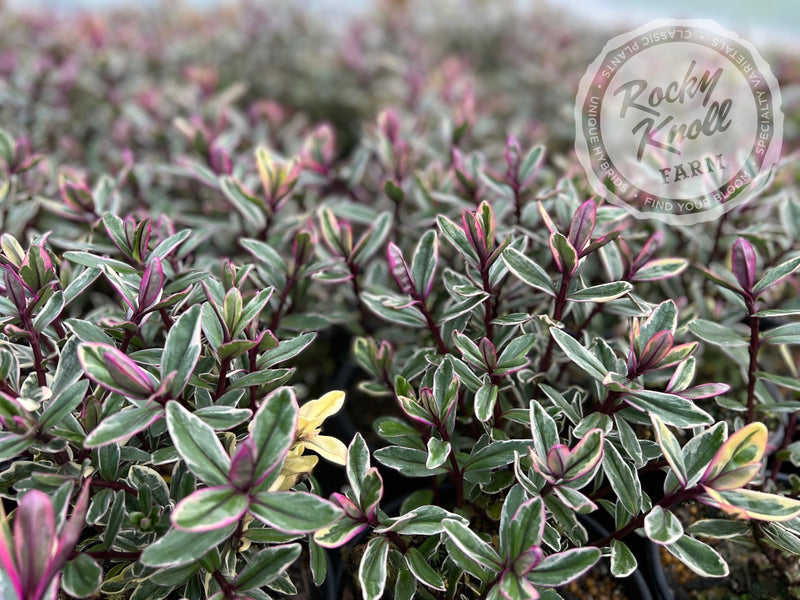 Hebe speciosa 'Tricolor' plant from Rocky Knoll Farm