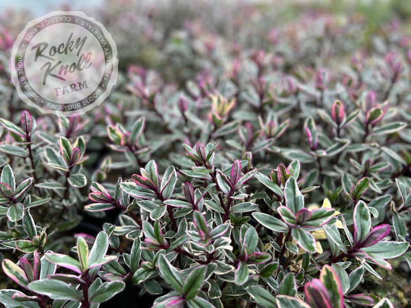 Hebe speciosa 'Tricolor' plant from Rocky Knoll Farm