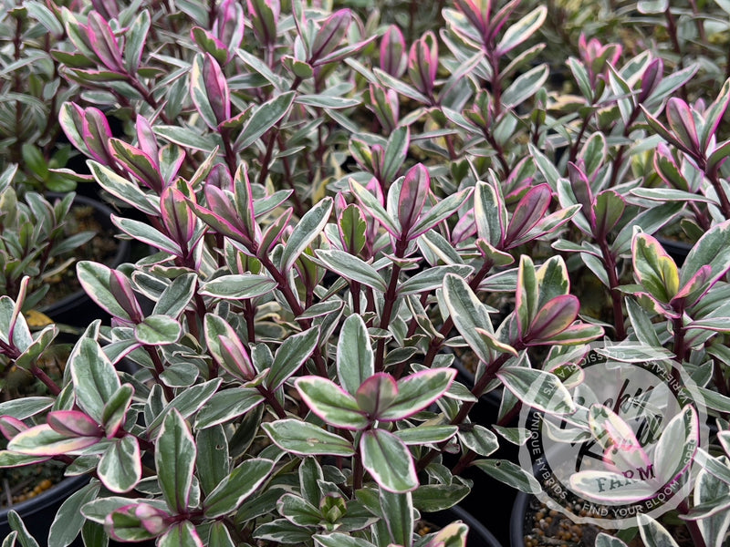 Hebe speciosa 'Tricolor' plant from Rocky Knoll Farm