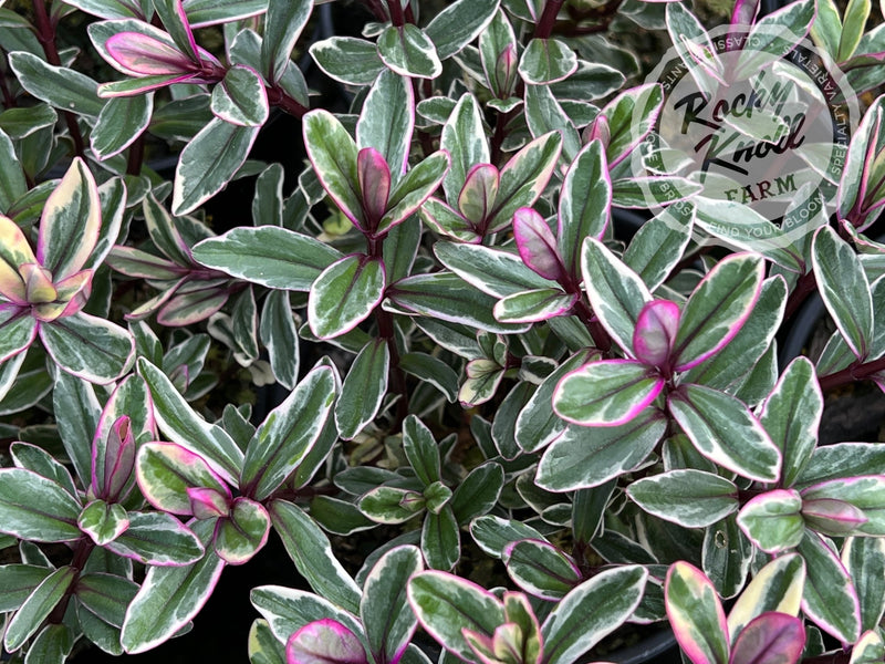 Hebe speciosa 'Tricolor' plant from Rocky Knoll Farm