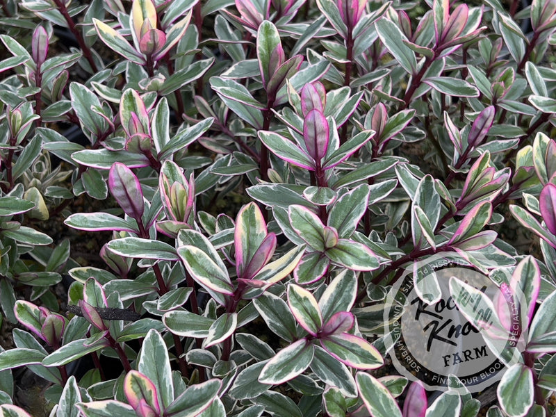 Hebe speciosa 'Tricolor' plant from Rocky Knoll Farm