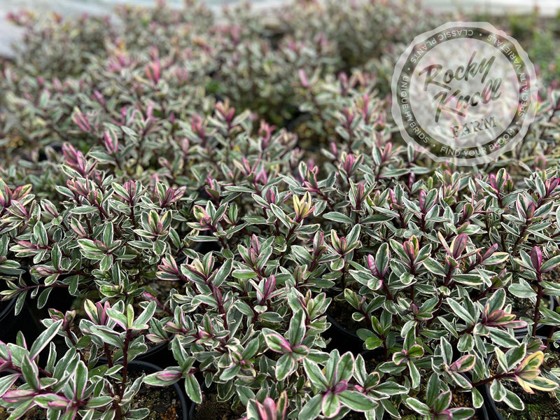 Hebe speciosa 'Tricolor' plant from Rocky Knoll Farm