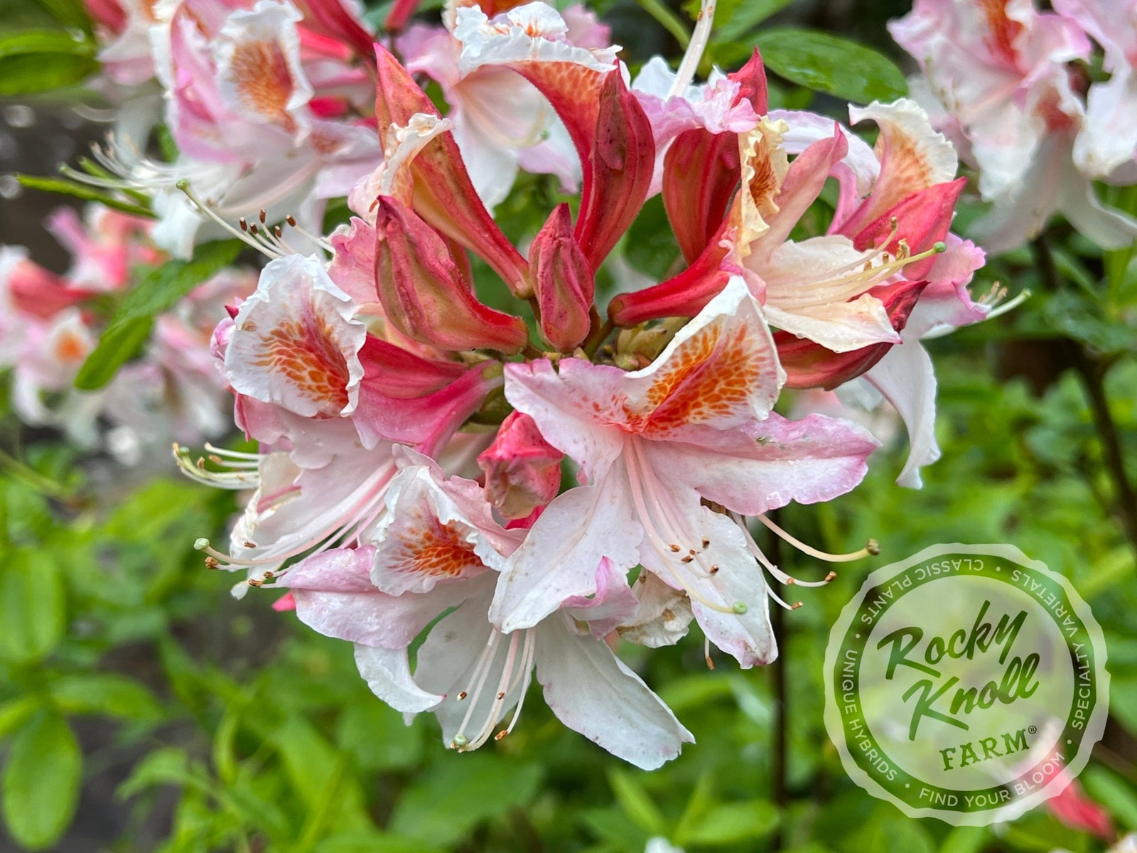rhododendron jock brydon Jock Brydon