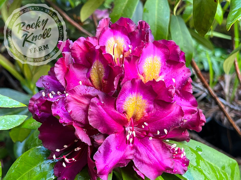Frank Galsworthy plant from Rocky Knoll Farm