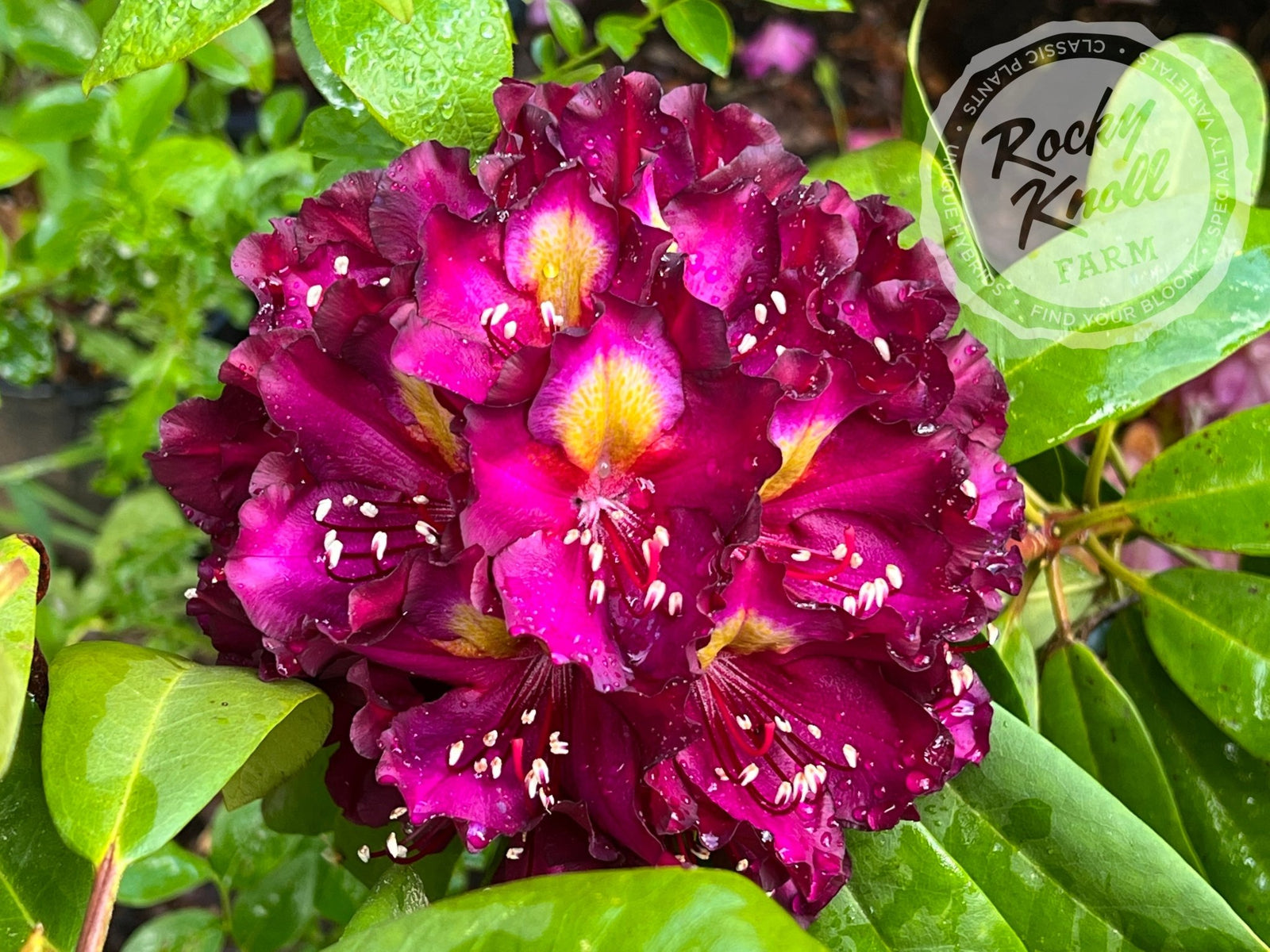 pj mezitt rhododendron Olga Mezitt Rhododendron