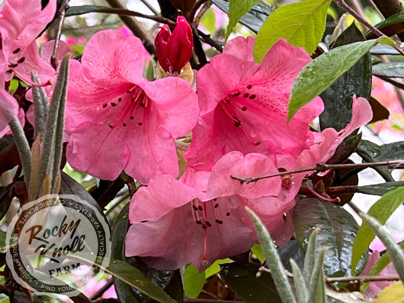 Slim B (RKF exclusive) plant from Rocky Knoll Farm