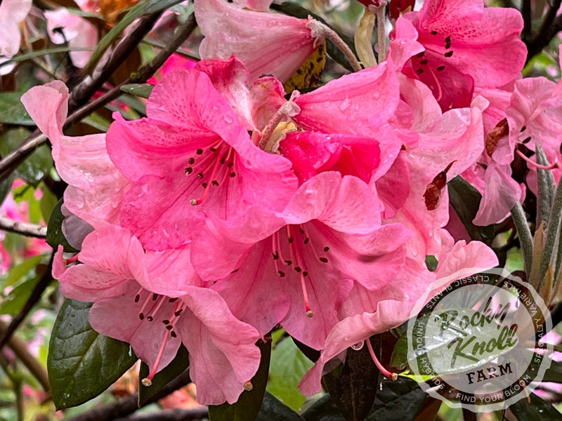 Slim B (RKF exclusive) plant from Rocky Knoll Farm