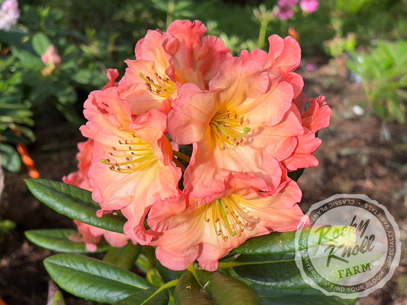 Orange Prelude plant from Rocky Knoll Farm
