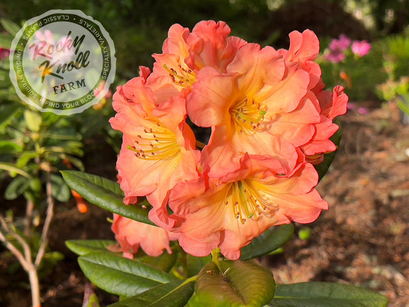 Orange Prelude plant from Rocky Knoll Farm